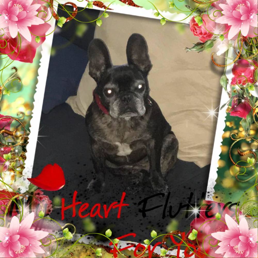 Meet your Posher, Judy